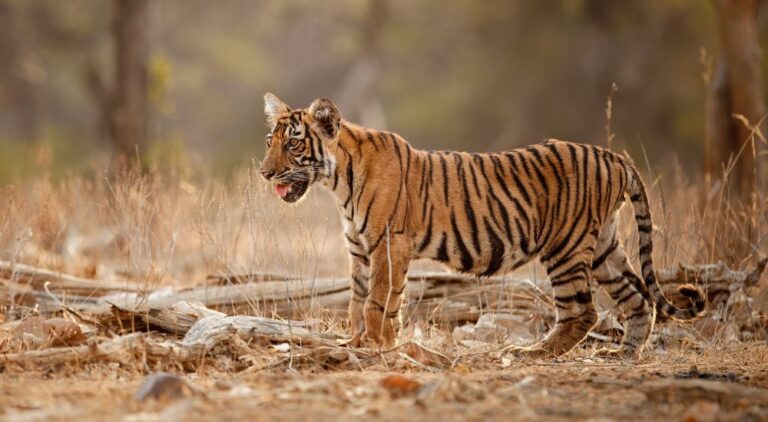 The History and Mythology of Tigers in Indian Culture